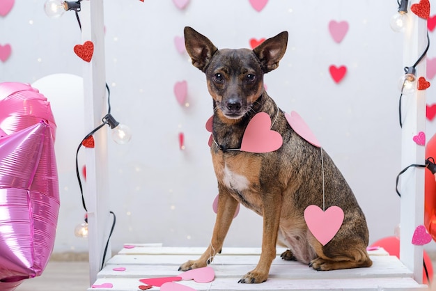 Retrato de animal de estimação em uma cabine de beijo Retrato de estúdio de cachorro com balões e corações