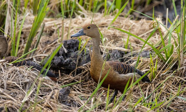 Foto retrato de animal menor pato assobiando no chão