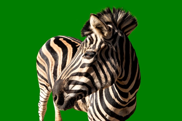 Foto retrato de animal zebra sobre fundo verde zebra preta e branca vira a cabeça para a direita espaço para texto