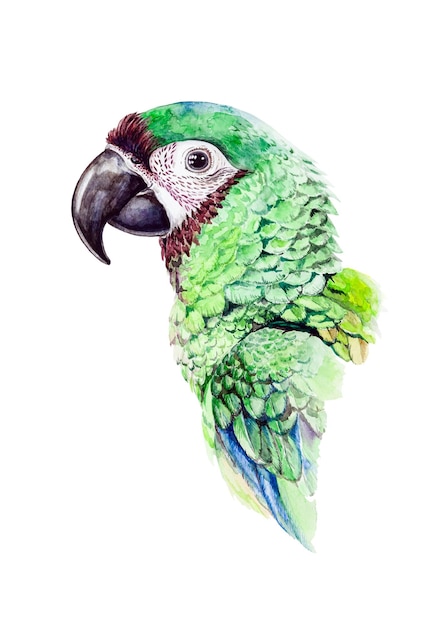 Retrato de aquarela de papagaio verde Pássaro de vida selvagem amazônico brilhante Ilustração de periquito desenhado à mão
