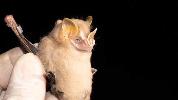 Retrato de Artibeus cinereus.