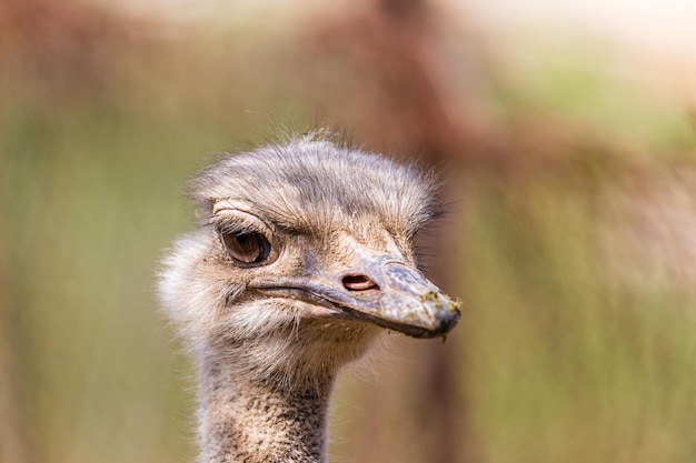 Retrato de avestruz em close-up