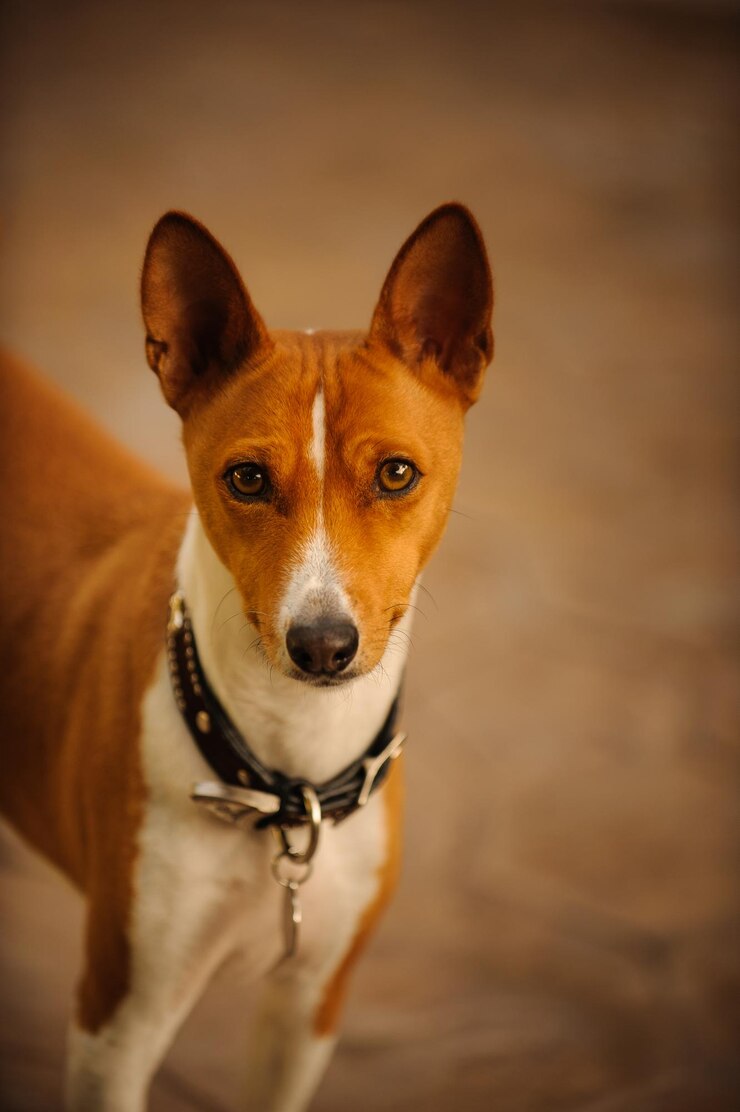 Foto retrato de basenji em pé.