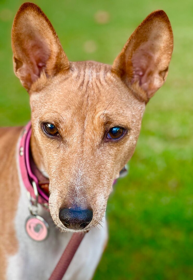 Foto retrato de basenji