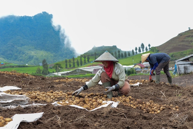 Retrato de batatas colheita de fazenda asiática