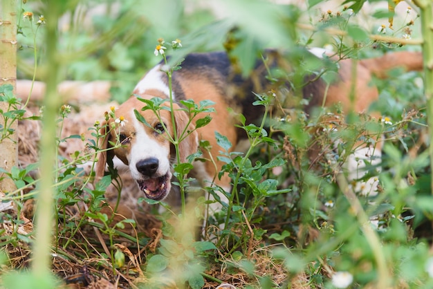 Retrato de beagle