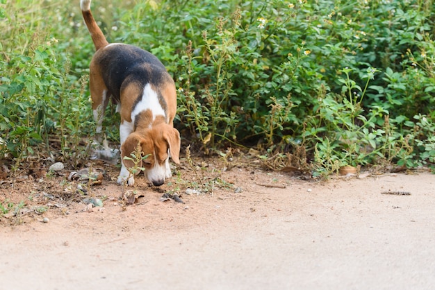 Retrato de beagle