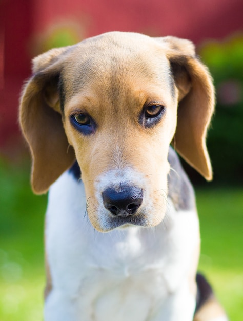 Retrato de Beagle