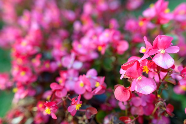 Retrato de belas flores ao ar livre na natureza em Turku Finlândia