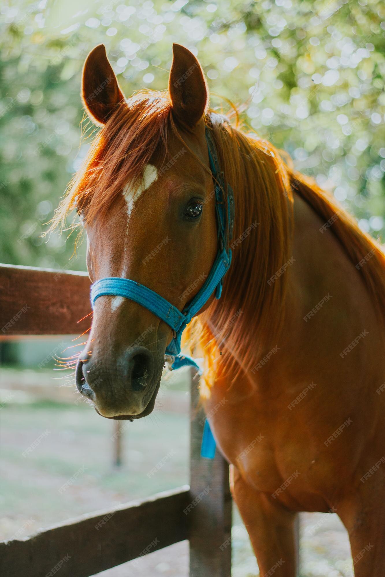 Retrato De Cavalo Da Frente Indo E Olhando Direto Para a Câmera Imagem de  Stock - Imagem de livre, cavalo: 227498407