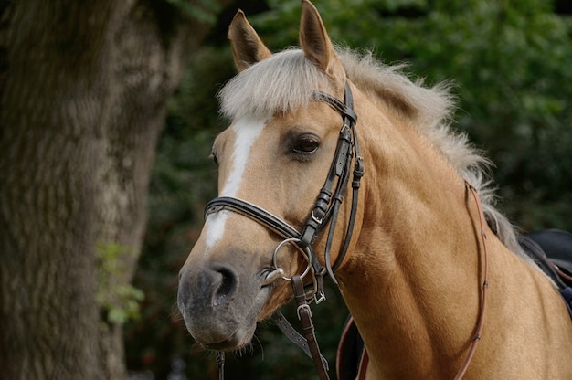 Retrato de belo cavalo castanho.