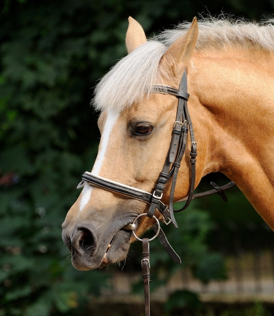 Retrato de belo cavalo marrom