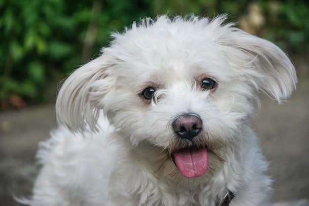 Retrato de bichon frise