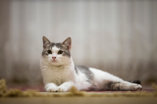 Retrato de bom gato doméstico branco e cinzento