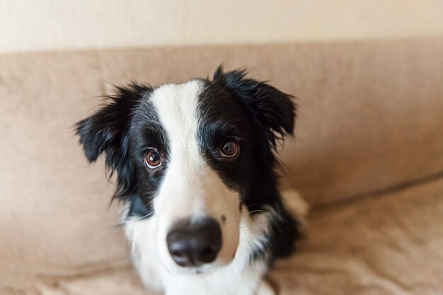 Retrato de bonito border collie no sofá