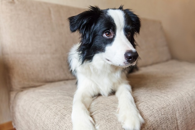 Foto retrato de bonito border collie no sofá