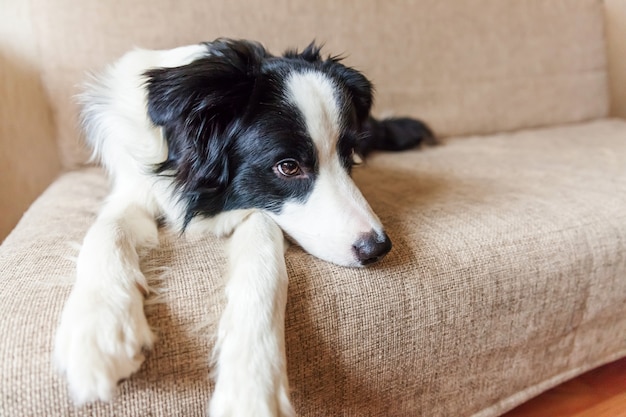 Retrato de bonito border collie no sofá