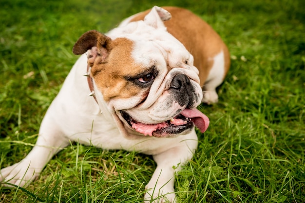 Retrato de bonito bulldog inglês no parque.