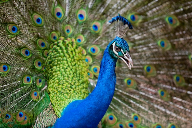 Foto retrato, de, bonito, pavão, com, penas