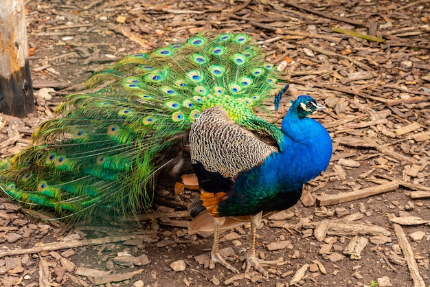 Retrato, de, bonito, pavão, com, penas