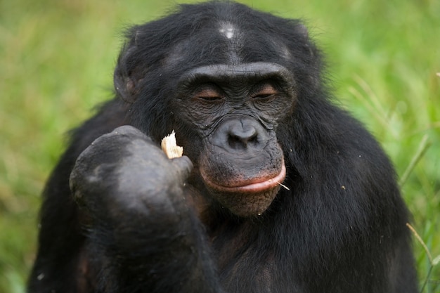 Retrato de bonobos. Fechar-se. República Democrática do Congo. Parque Nacional Lola Ya Bonobo.