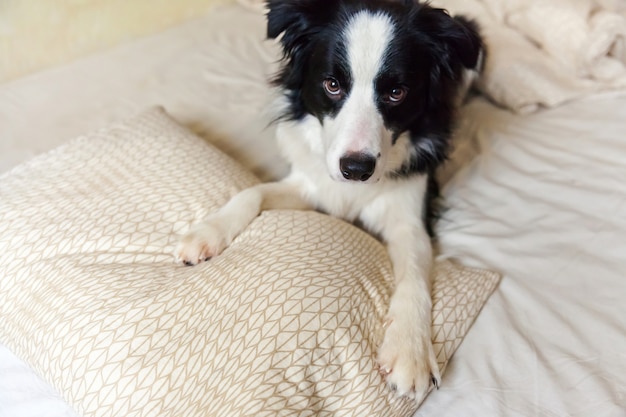 Retrato de border collie bonito deitado no cobertor de travesseiro na cama