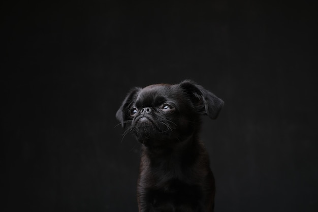 Retrato de brabancon cachorrinho preto com cara engraçada, olhando para a câmera e lambendo o cachorro no fundo preto Copyspace