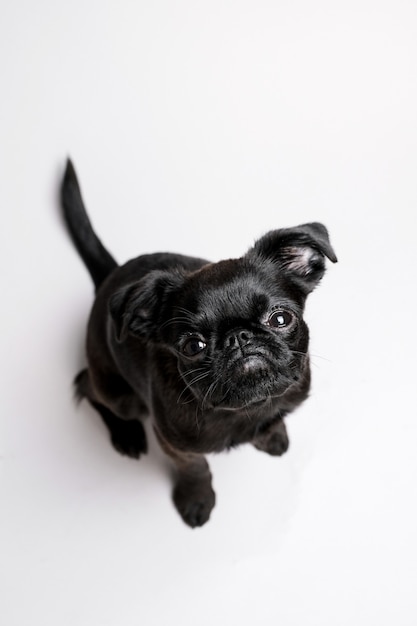 Retrato de brabancon cachorrinho preto com cara engraçada, olhando para a câmera em fundo branco Copyspace