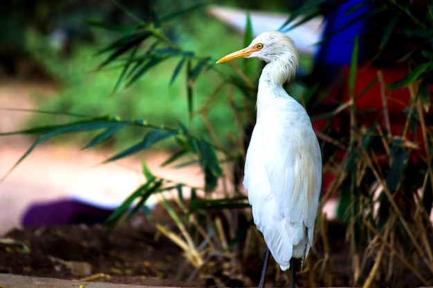 Retrato de bubulcus ibis ou garça-real ou comumente conhecido como a garça-vaqueira em um parque público na índia