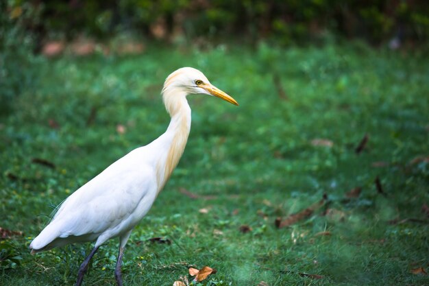 Retrato de Bubulcus ibis ou Heron ou comumente conhecido como a garça-vaqueira no parque público na Índia