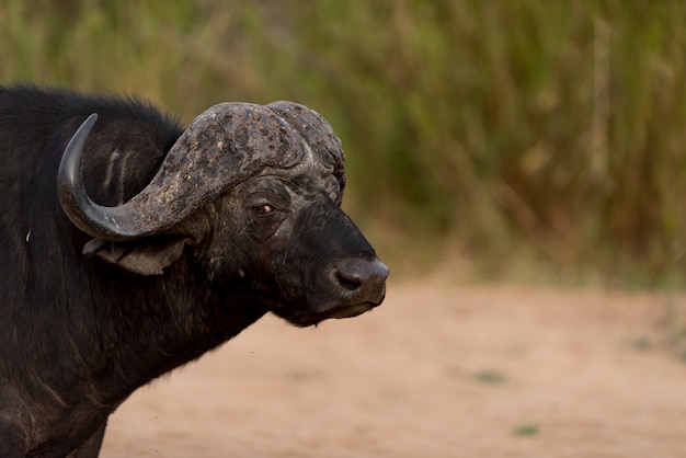 Retrato de búfalo do cabo