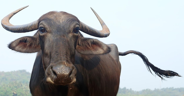 Retrato de búfalo