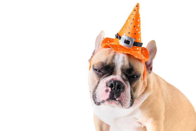 Retrato de buldogue francês bonito com chapéu de halloween