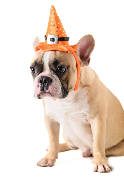 Retrato de buldogue francês bonito com chapéu halloween isolado