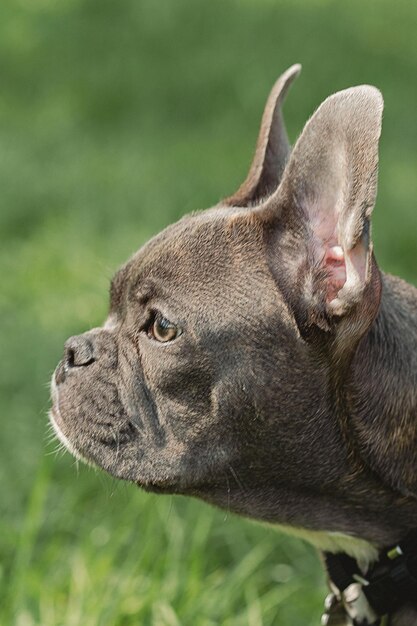 Retrato de bulldog francês Bulldog francês senta-se na grama verde ao ar livre