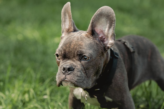 Retrato de bulldog francês Bulldog francês senta-se na grama verde ao ar livre