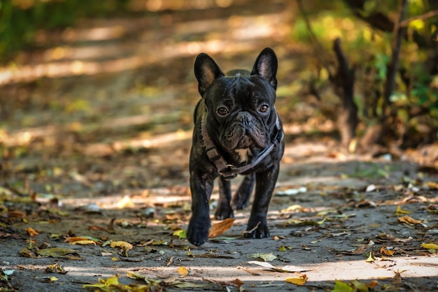 Retrato de bulldog francês preto andando no parque