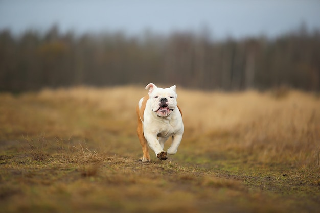 Retrato de bulldog inglês correndo em campo