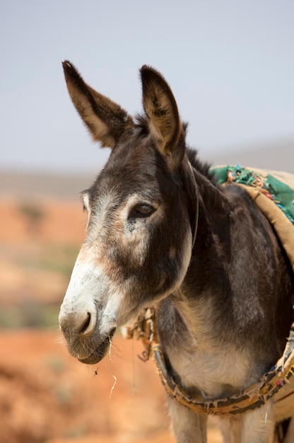 Foto retrato de burro em marrocos