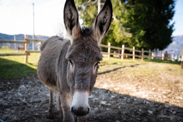 Retrato de burro em uma fazenda no norte da Itália