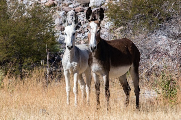 retrato de burro marrom