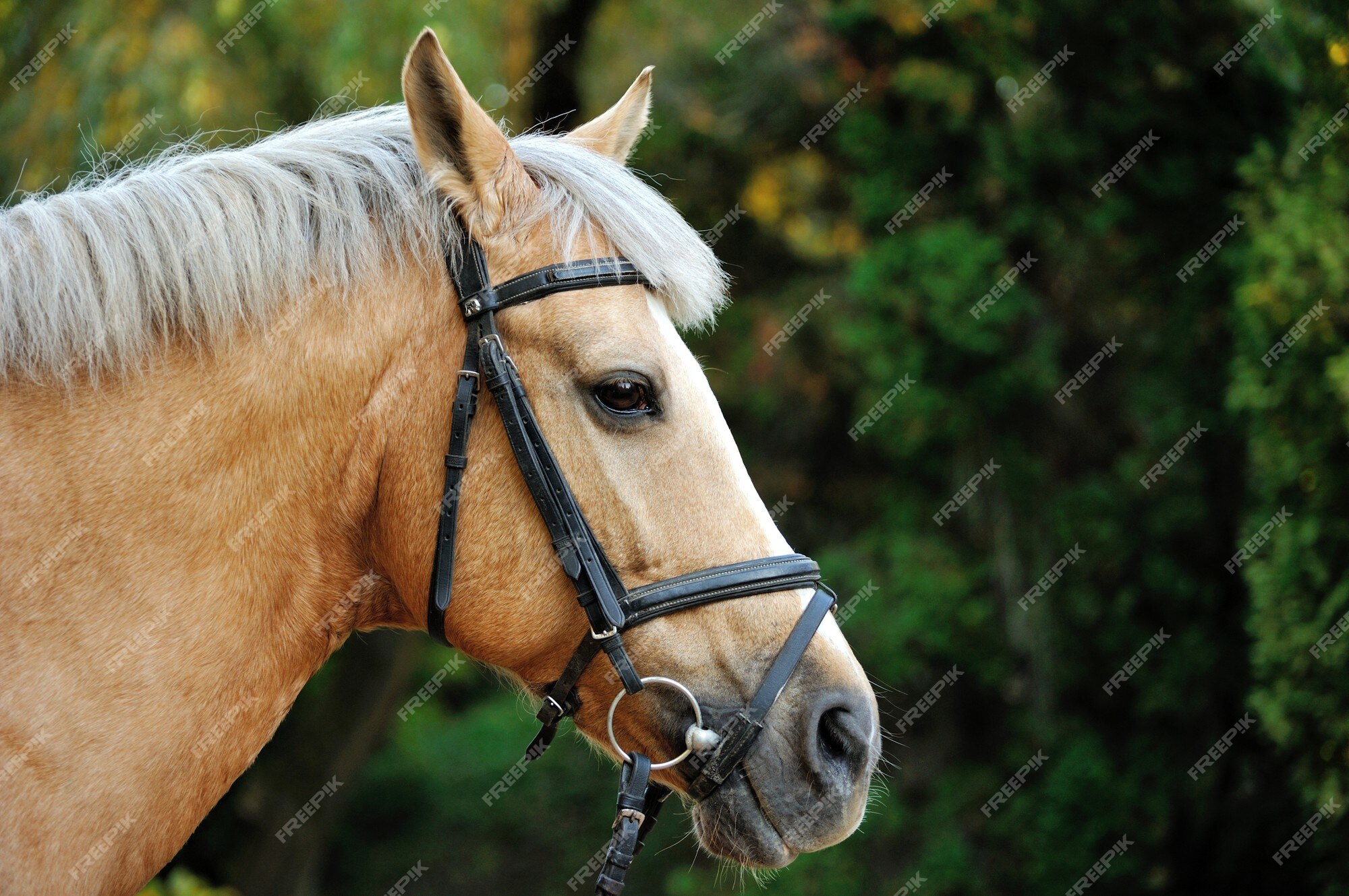 Foto de Frente Da Cabeça De Cavalo e mais fotos de stock de Cavalo