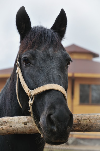 Retrato de cabeça de cavalo preto, olhando para a câmera