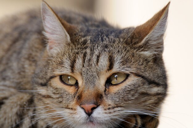 Retrato de cabeça de gato de perto