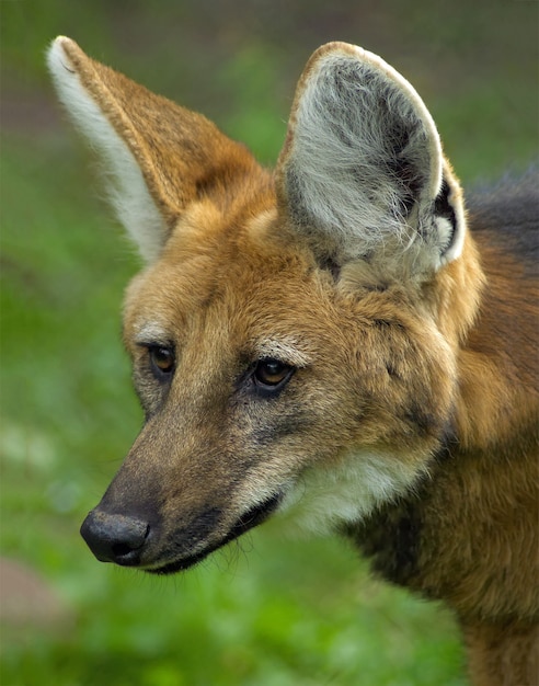 Retrato de cabeça de lobo-guará