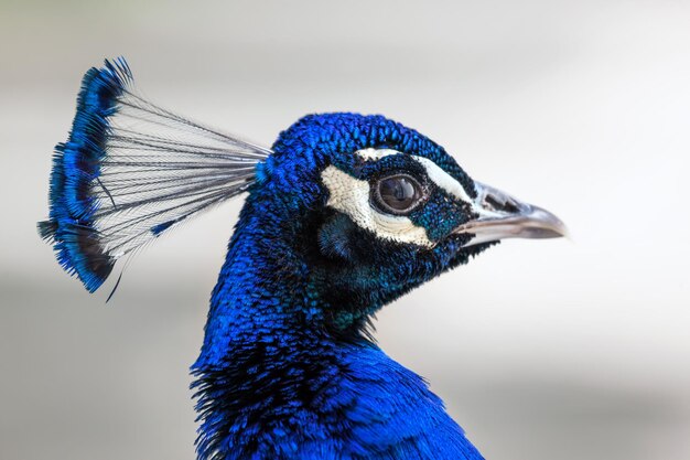 Foto retrato de cabeça de pavão em close-up