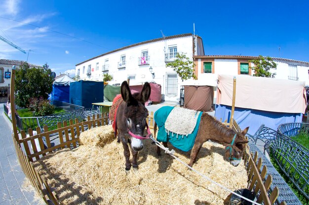 Retrato de cabeça de terra e burro