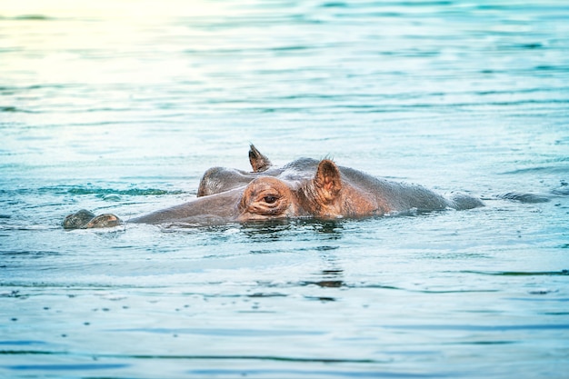 Retrato de cabeça de um único animal de hipopótamo cinza descansando pacificamente na água azul do lago