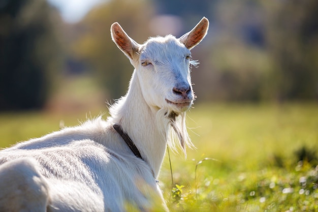 Retrato de cabra branca com barba no bokeh turva. Agricultura do conceito de animais úteis.