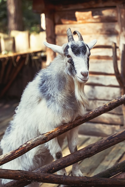 Retrato de cabra doméstica na fazenda, superfície de madeira